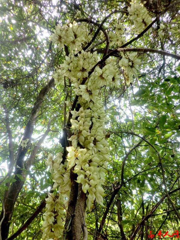 不知名的花