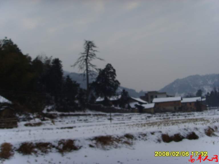 别了松树.JPG