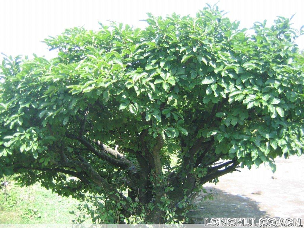 20090413154655522381.jpg