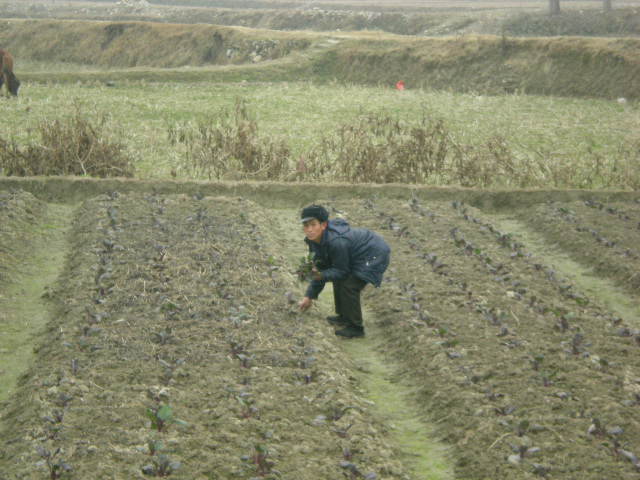 种菜.jpg