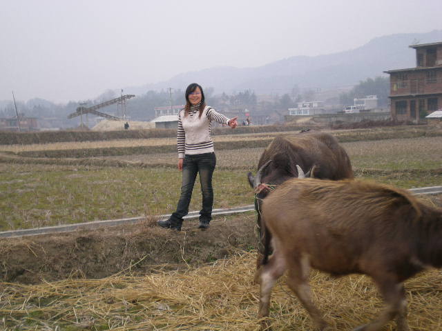 俺们那的牛.jpg