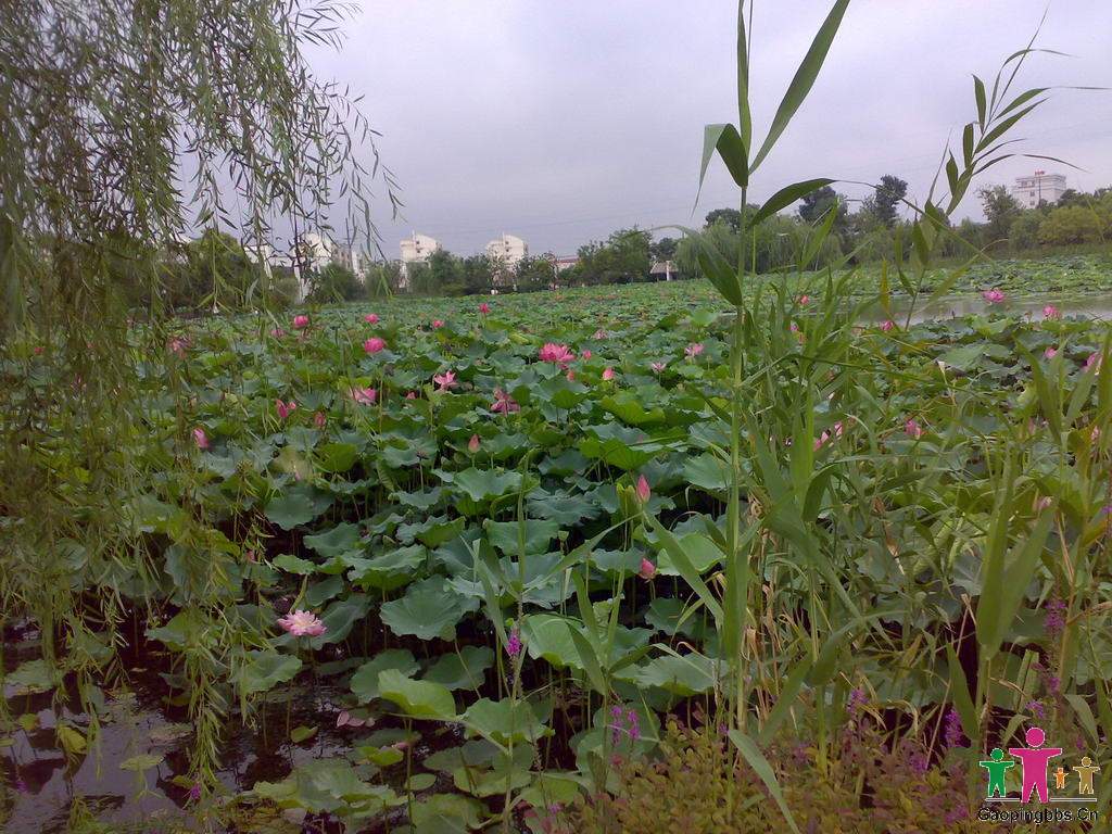 20090802039_缩小大小.jpg