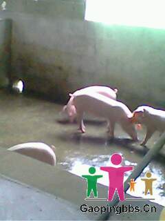 IMG0049A.jpg