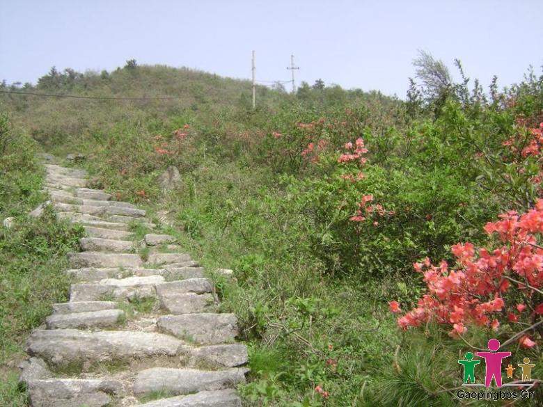 望云山的树花.jpg