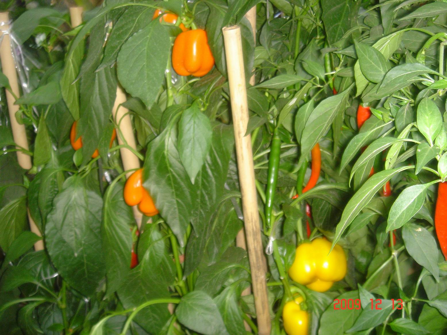 调整大小 DSC00003.JPG