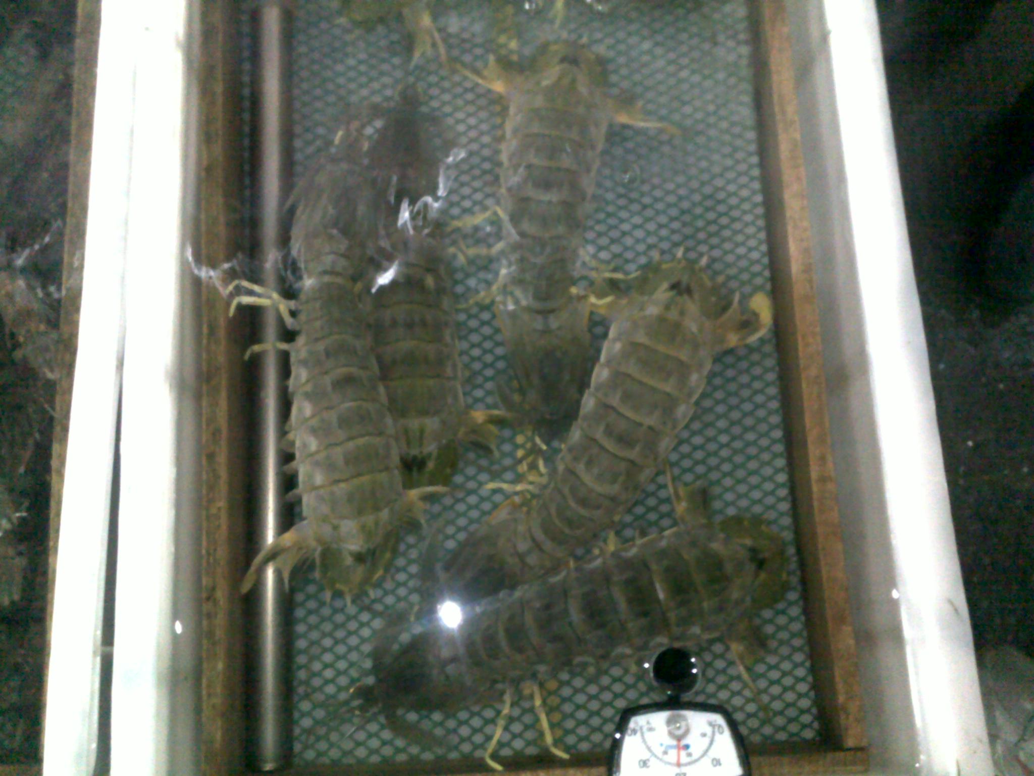 20100116167.jpg