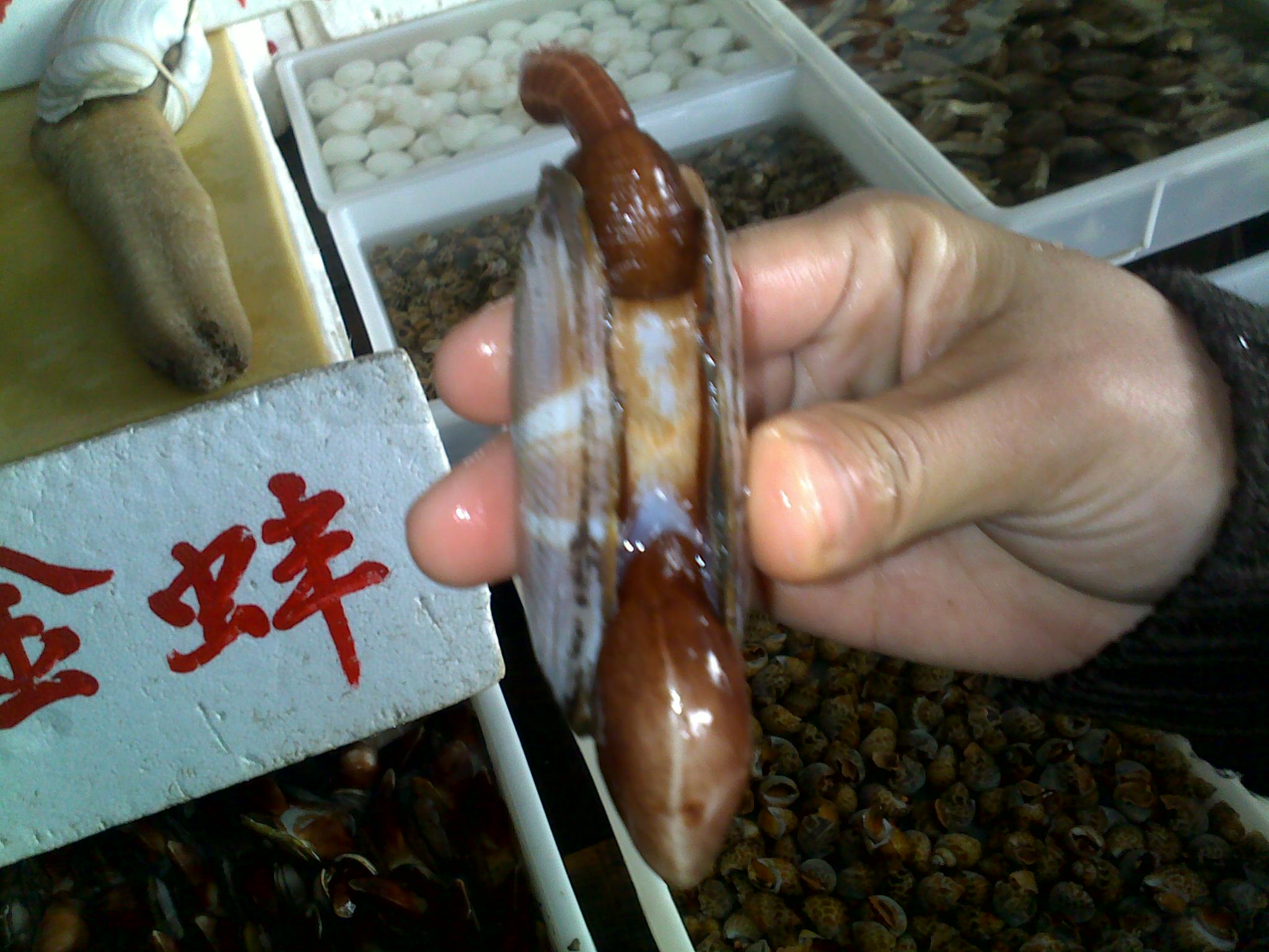 20100116169.jpg