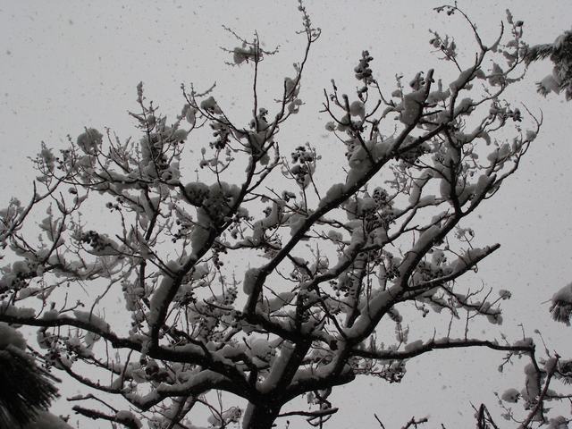 威海的雪，预示着春天