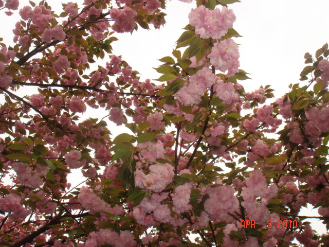 DSC07750.JPG